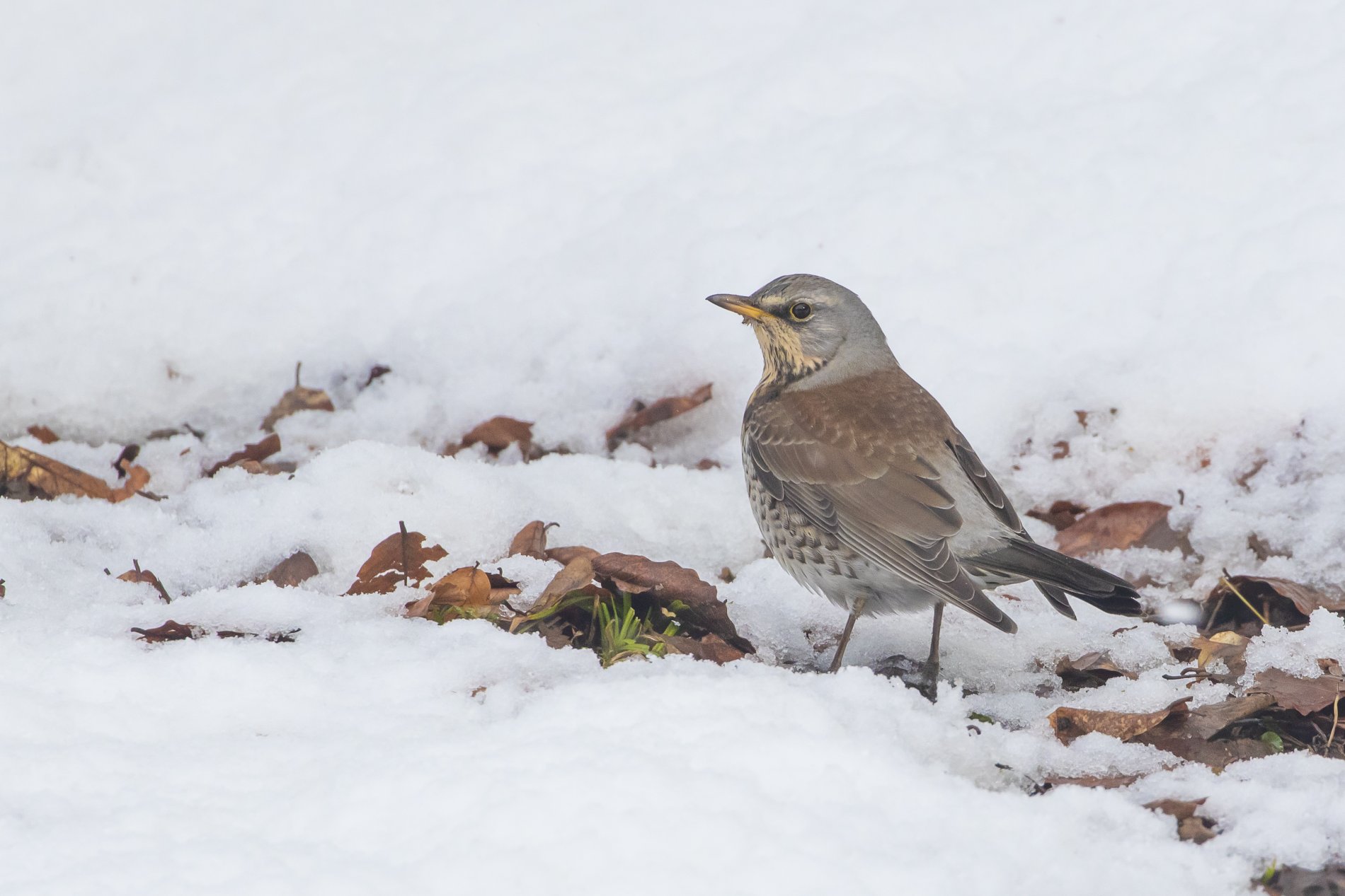 Давайте знакомиться: Дрозд-рябинник (Turdus pilaris) | Кавказский  государственный природный биосферный заповедник имени Х.Г.Шапошникова