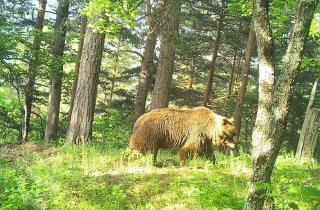 Кавказский бурый медведь