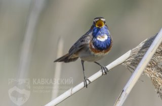 Дневник наблюдений за весенним пролетом птиц 