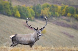 Кавказский заповедник может стать партнером в программе реинтродукции благородного оленя на Кавказе.