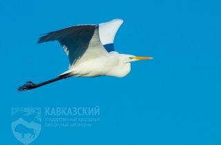 ПРЕДВАРИТЕЛЬНЫЕ РЕЗУЛЬТАТЫ УЧЕТОВ ПТИЦ В ПРИАЗОВСКОМ ЗАКАЗНИКЕ И КАВКАЗСКОМ ЗАПОВЕДНИКЕ 