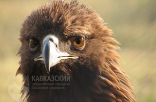 1 АПРЕЛЯ - МЕЖДУНАРОДНЫЙ ДЕНЬ ПТИЦ