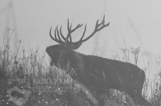 Заметки с учета оленей на участке Сергиев Гай-магишо Кавказский заповедник