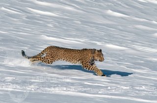 Кавказский заповедник собирает полевую экспедицию на поиски леопардов