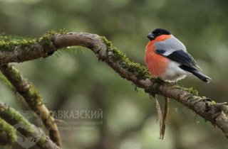 Учёт птиц на горе Абаго в Кавказском заповеднике