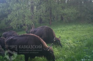 Особенности питания и поведения горных зубров в Кавказском заповеднике