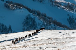 В Кавказском заповеднике начали обследование зимовок зубров и оленей