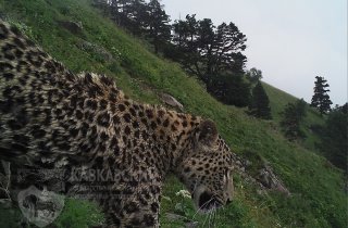 Житель Адыгеи встретил на дороге леопарда