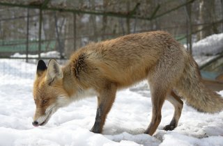 Лиса на довольствии