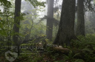 Кавказский заповедник стал частью проекта “Первозданные леса России”