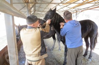          В Восточном отделе Кавказского заповедника провели вакцинацию лошадей