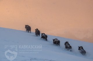 Отчет зимней полевой экспедиции в Кавказском заповеднике