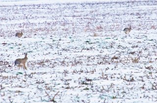 Зоологическое обследование Приазовского заказника