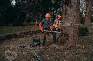 В парке “Южные культуры” старым деревьям сделали томограмму 