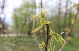 В День Земли Кавказский заповедник заложил каштановый лес к юбилею Победы