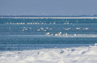 Зимний учет птиц завершился в Приазовском заказнике