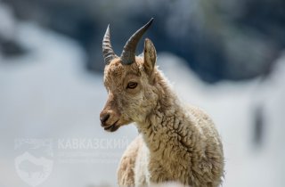 В Кавказском заповеднике подведены итоги учета высокогорных копытных. 