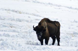 В Кавказском заповеднике прошло наземное обследование  зимовок копытных в Восточном отделе. 