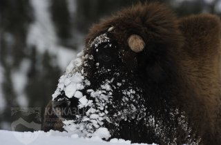 Снег – главная опасность для диких животных 