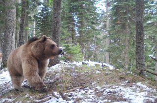 Праздник “косолапых”: 13 декабря отмечается День медведя