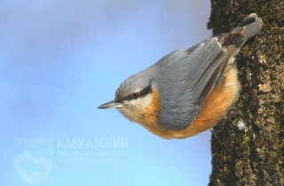 Птиц Кавказского заповедника увидят посетители Кисловодского нацпарка 