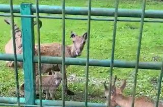 В Вольерном комплексе Кавказского заповедника - бэби-бум