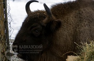 В Вольерный комплекс Гузерипль Кавказского заповедника привезли зубра