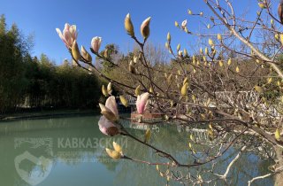 Весна идет! В парке “Южные культуры” распустились первые магнолии