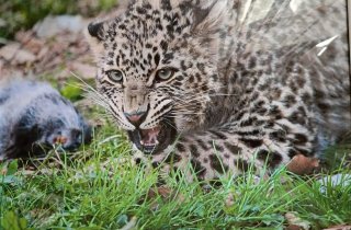 15 июня в России празднуют день переднеазиатского леопарда