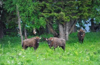 фото С.Трепет