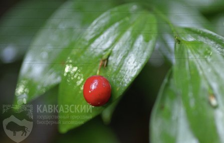 деревья в адыгее какие растут. Смотреть фото деревья в адыгее какие растут. Смотреть картинку деревья в адыгее какие растут. Картинка про деревья в адыгее какие растут. Фото деревья в адыгее какие растут