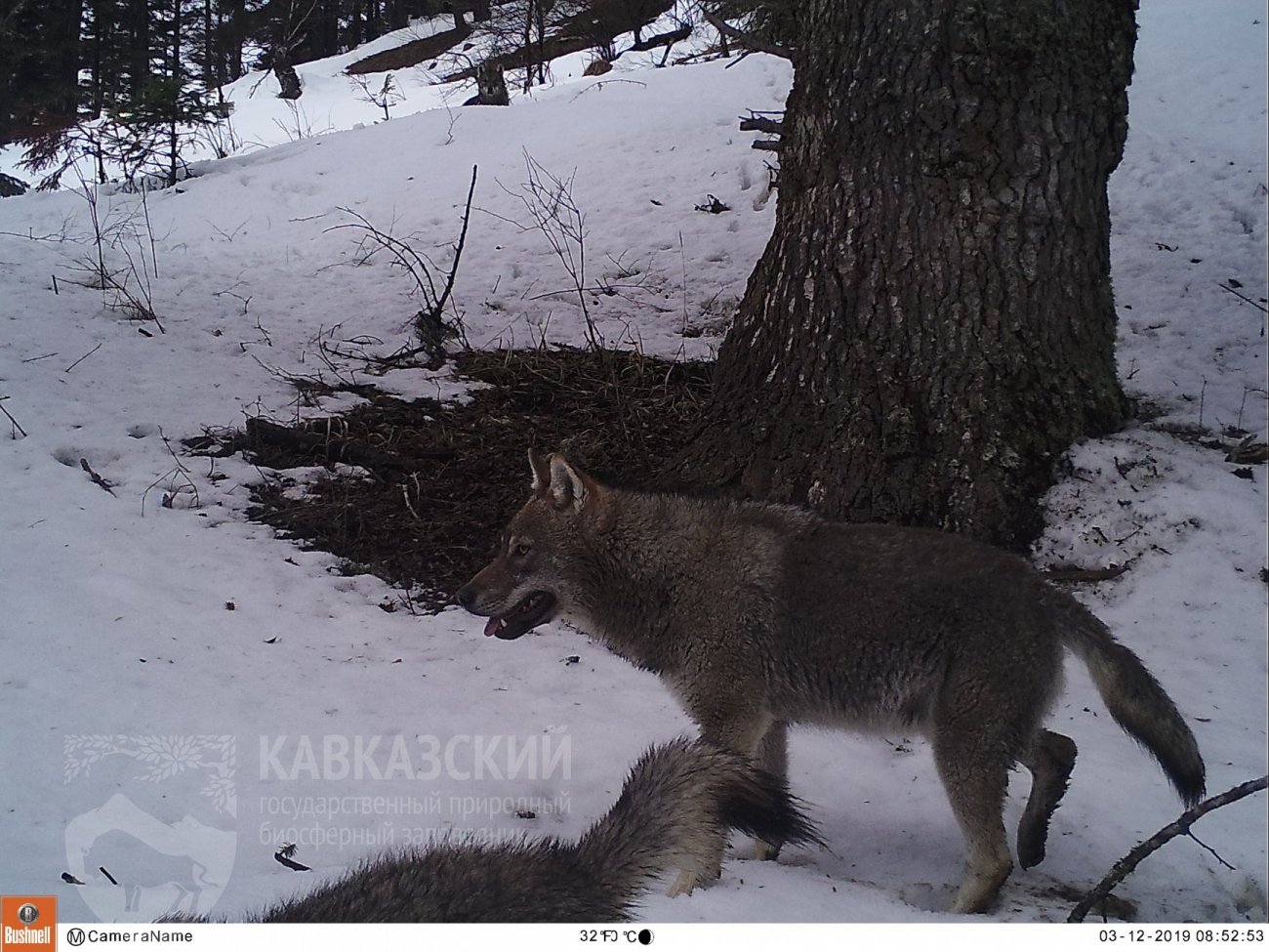 В Кавказском заповеднике начался учет волка | 12.04.2021 | Сочи - БезФормата