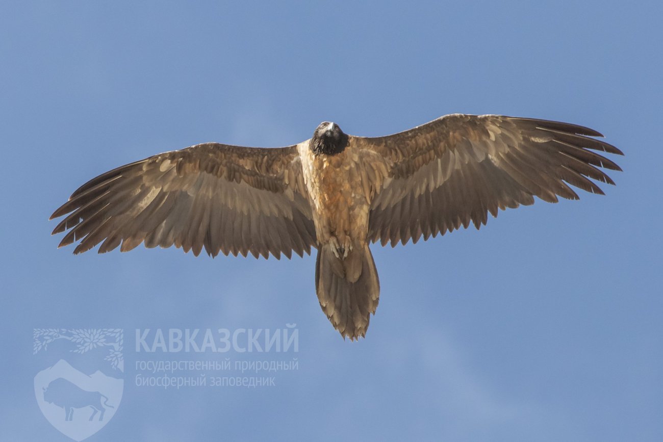 Во время пролета хищных птиц зафиксированы очень редкие виды в Кавказском  заповеднике | 13.10.2022 | Сочи - БезФормата