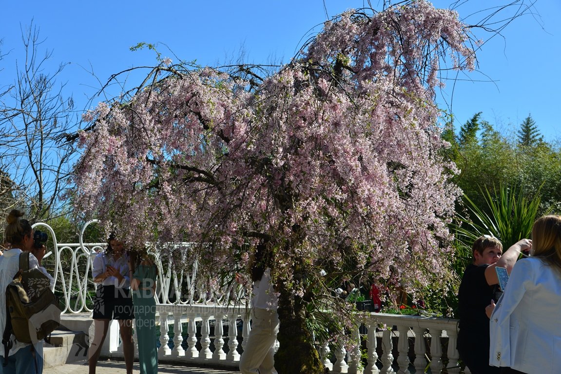 Сакура в сочи фото