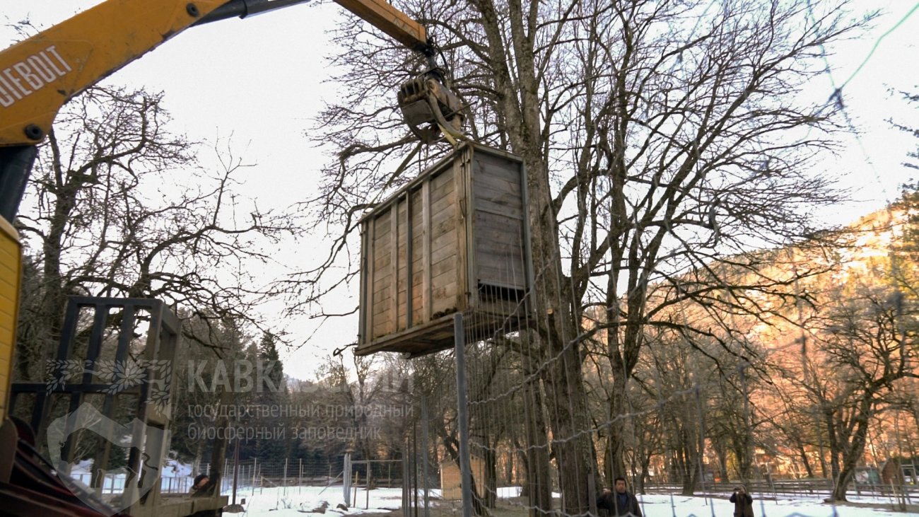 В Вольерный комплекс Гузерипль Кавказского заповедника привезли зубра |  21.02.2022 | Сочи - БезФормата