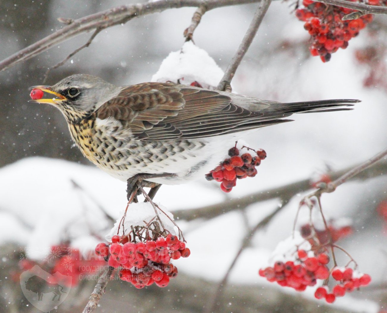 Давайте знакомиться: Дрозд-рябинник (Turdus pilaris) | 19.01.2024 | Сочи -  БезФормата