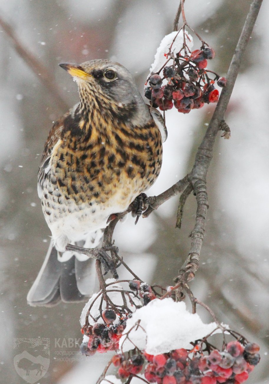 Давайте знакомиться: Дрозд-рябинник (Turdus pilaris) | 19.01.2024 | Сочи -  БезФормата