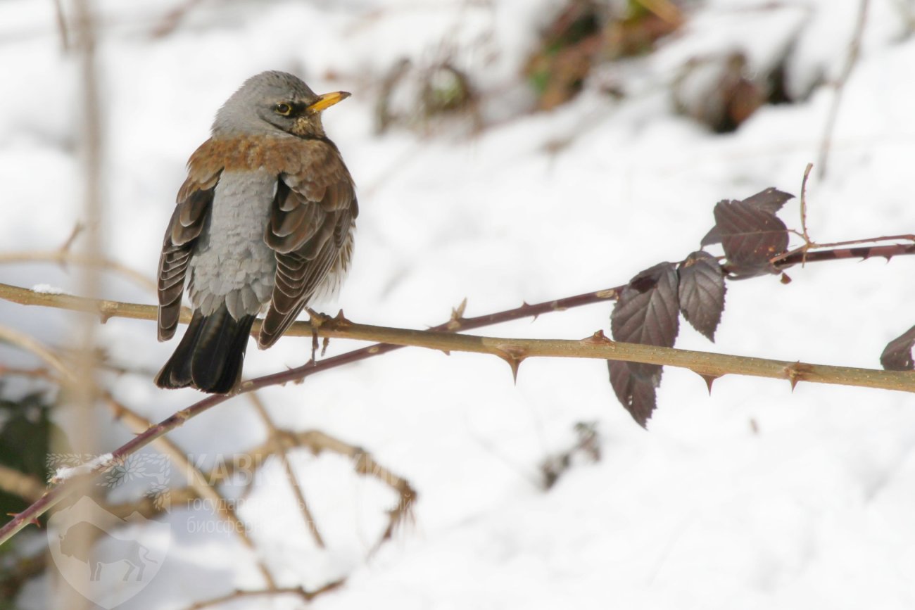 Давайте знакомиться: Дрозд-рябинник (Turdus pilaris) | 19.01.2024 | Сочи -  БезФормата